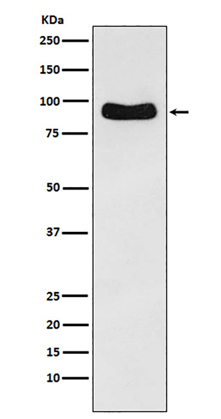 Cenexin1 / ODF2 (17Y14) Rabbit Monoclonal Antibody | 兔单抗 | EnkiLife恩玑生命