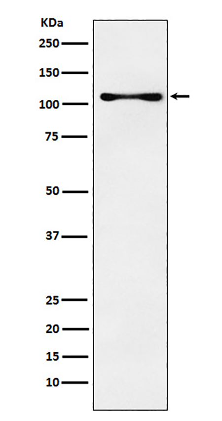CENPC (9Q1) Rabbit Monoclonal Antibody | 兔单抗 | EnkiLife恩玑生命