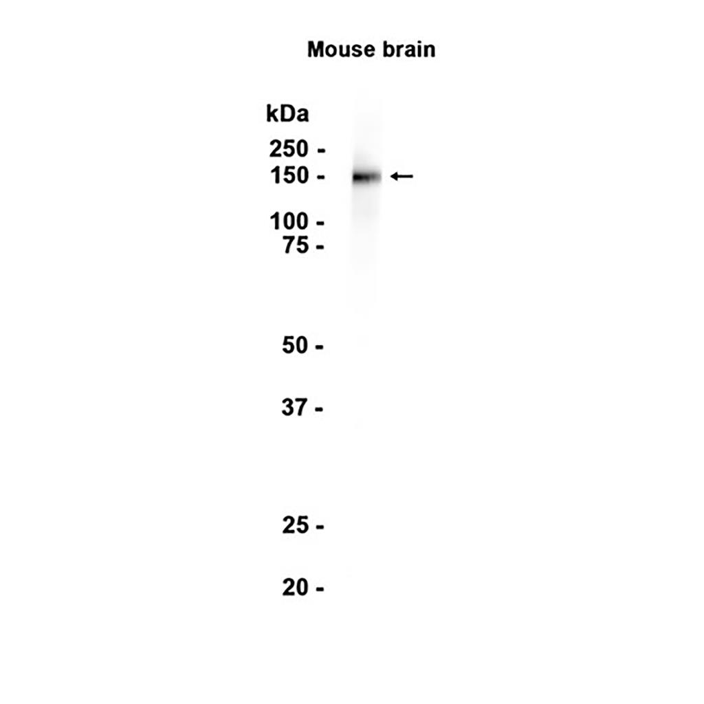 c-Kit  (8Y9) Rabbit Monoclonal Antibody | 兔单抗 | EnkiLife恩玑生命