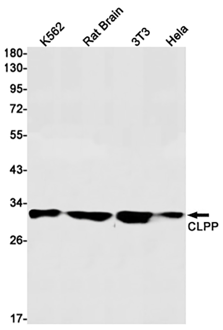 CLPP (1P6) Rabbit Monoclonal Antibody | 兔单抗 | EnkiLife恩玑生命