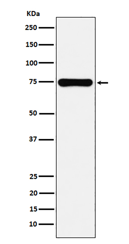 COX2 (15D12) Rabbit Monoclonal Antibody | 兔单抗 | EnkiLife恩玑生命
