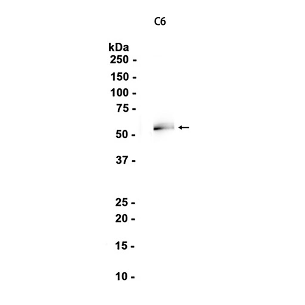 CRMP1 (17O10) Rabbit Monoclonal Antibody | 兔单抗 | EnkiLife恩玑生命