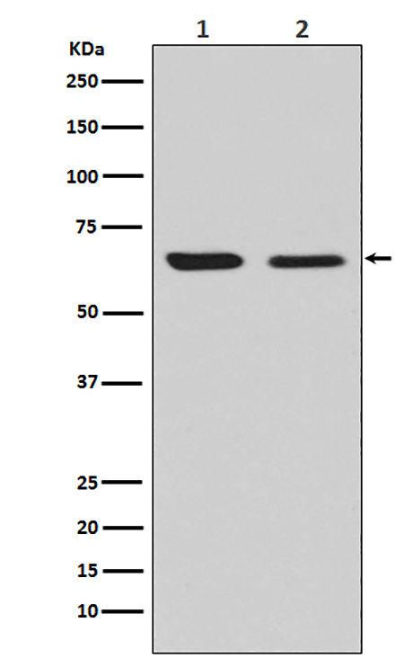 CRMP2 (8S4) Rabbit Monoclonal Antibody | 兔单抗 | EnkiLife恩玑生命
