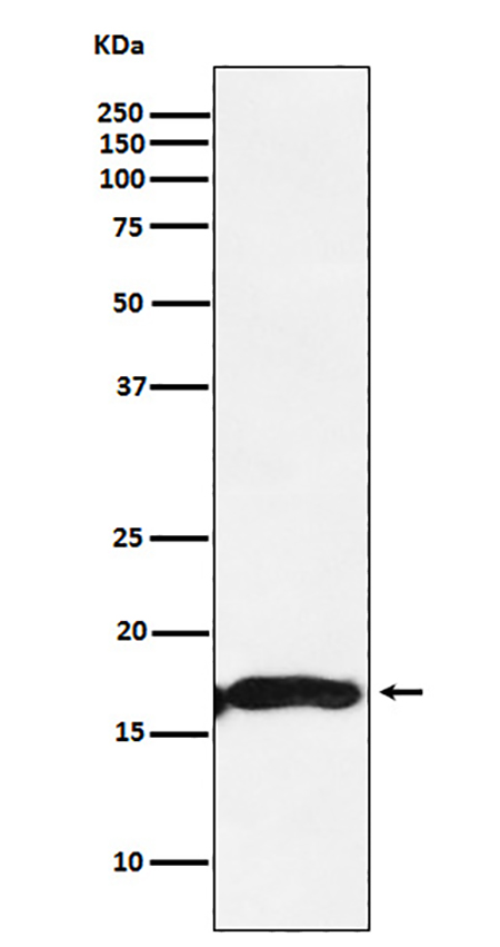 CRYAA (15B3) Rabbit Monoclonal Antibody | 兔单抗 | EnkiLife恩玑生命