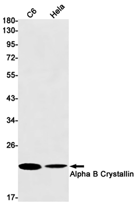 CRYAB (9C10) Rabbit Monoclonal Antibody | 兔单抗 | EnkiLife恩玑生命
