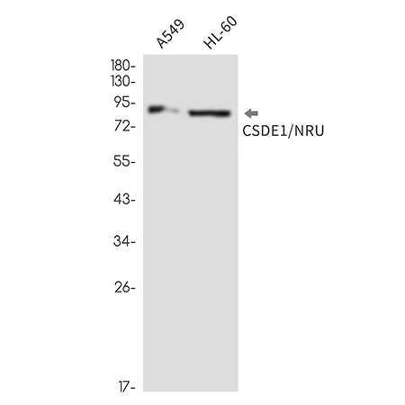 CSDE1 (9U18) Rabbit Monoclonal Antibody | 兔单抗 | EnkiLife恩玑生命