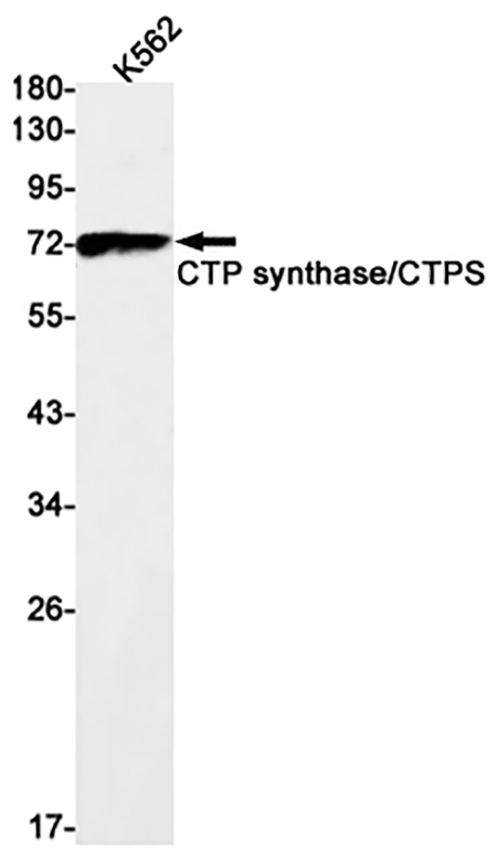CTP synthase / CTPS (13B6) Rabbit Monoclonal Antibody | 兔单抗 | EnkiLife恩玑生命