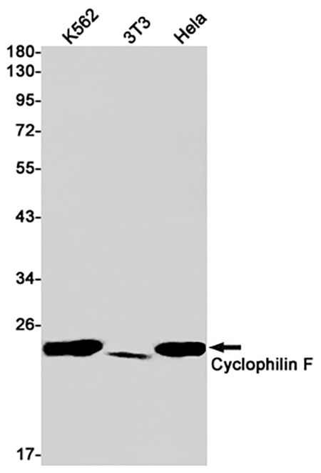 Cyclophilin F (1L16) Rabbit Monoclonal Antibody | 兔单抗 | EnkiLife恩玑生命