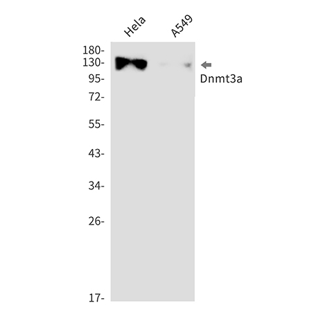Dnmt3a (12V15) Rabbit Monoclonal Antibody | 兔单抗 | EnkiLife恩玑生命
