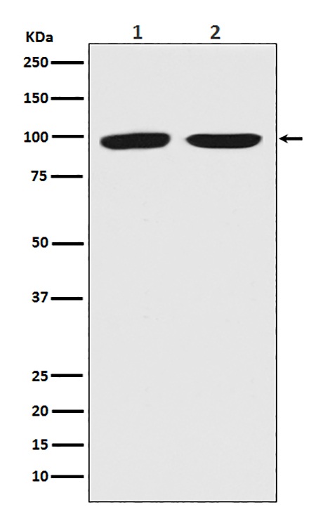 Dnmt3b (1S2) Rabbit Monoclonal Antibody | 兔单抗 | EnkiLife恩玑生命