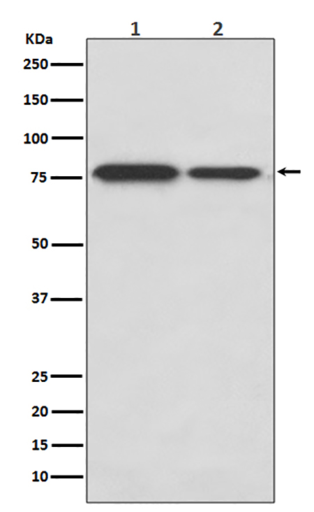 DRD1 (18Z6) Rabbit Monoclonal Antibody | 兔单抗 | EnkiLife恩玑生命