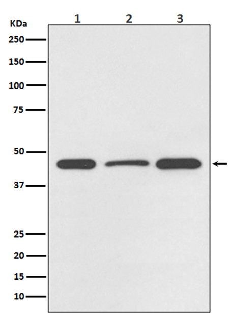 DUSP1 (10C7) Rabbit Monoclonal Antibody | 兔单抗 | EnkiLife恩玑生命