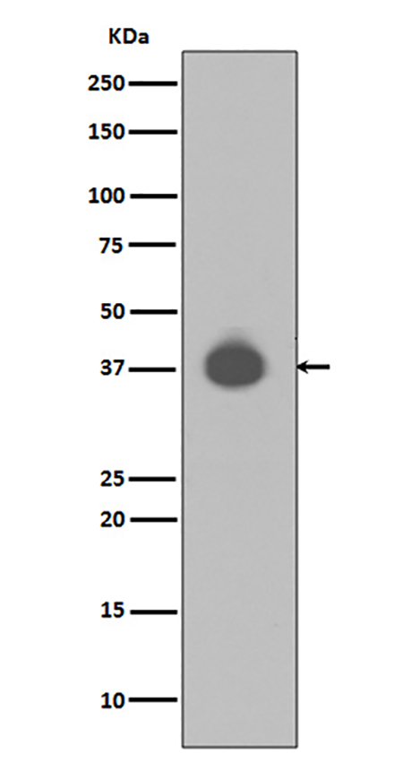 DUSP6 (9T14) Rabbit Monoclonal Antibody | 兔单抗 | EnkiLife恩玑生命