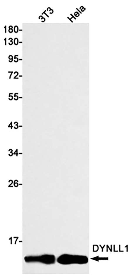 DYNLL1 (5C17) Rabbit Monoclonal Antibody | 兔单抗 | EnkiLife恩玑生命