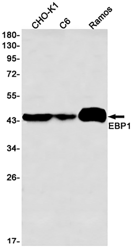 EBP1 / PA2G4 (2M5) Rabbit Monoclonal Antibody | 兔单抗 | EnkiLife恩玑生命