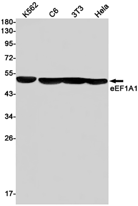 eEF1A1 (19R16) Rabbit Monoclonal Antibody | 兔单抗 | EnkiLife恩玑生命