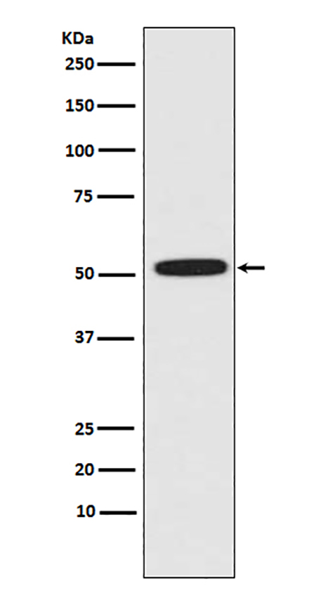 ERG (10X14) Rabbit Monoclonal Antibody | 兔单抗 | EnkiLife恩玑生命