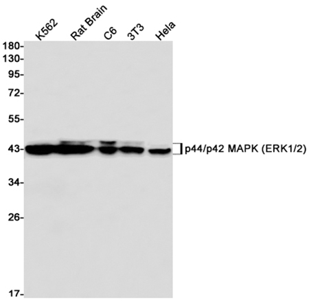 ERK1/2 (16L3) Rabbit Monoclonal Antibody | 兔单抗 | EnkiLife恩玑生命