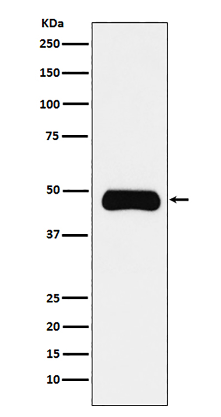 ETS1 (11S7) Rabbit Monoclonal Antibody | 兔单抗 | EnkiLife恩玑生命