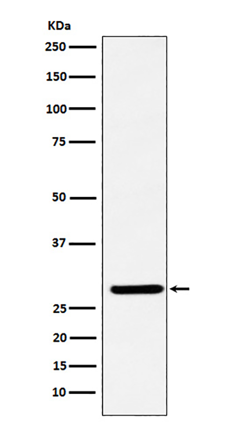 FHL2 (4I16) Rabbit Monoclonal Antibody | 兔单抗 | EnkiLife恩玑生命