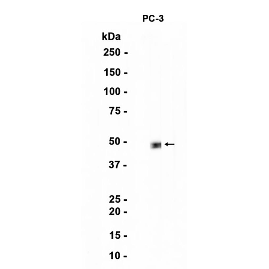 FOXA2 (1Z7) Rabbit Monoclonal Antibody | 兔单抗 | EnkiLife恩玑生命