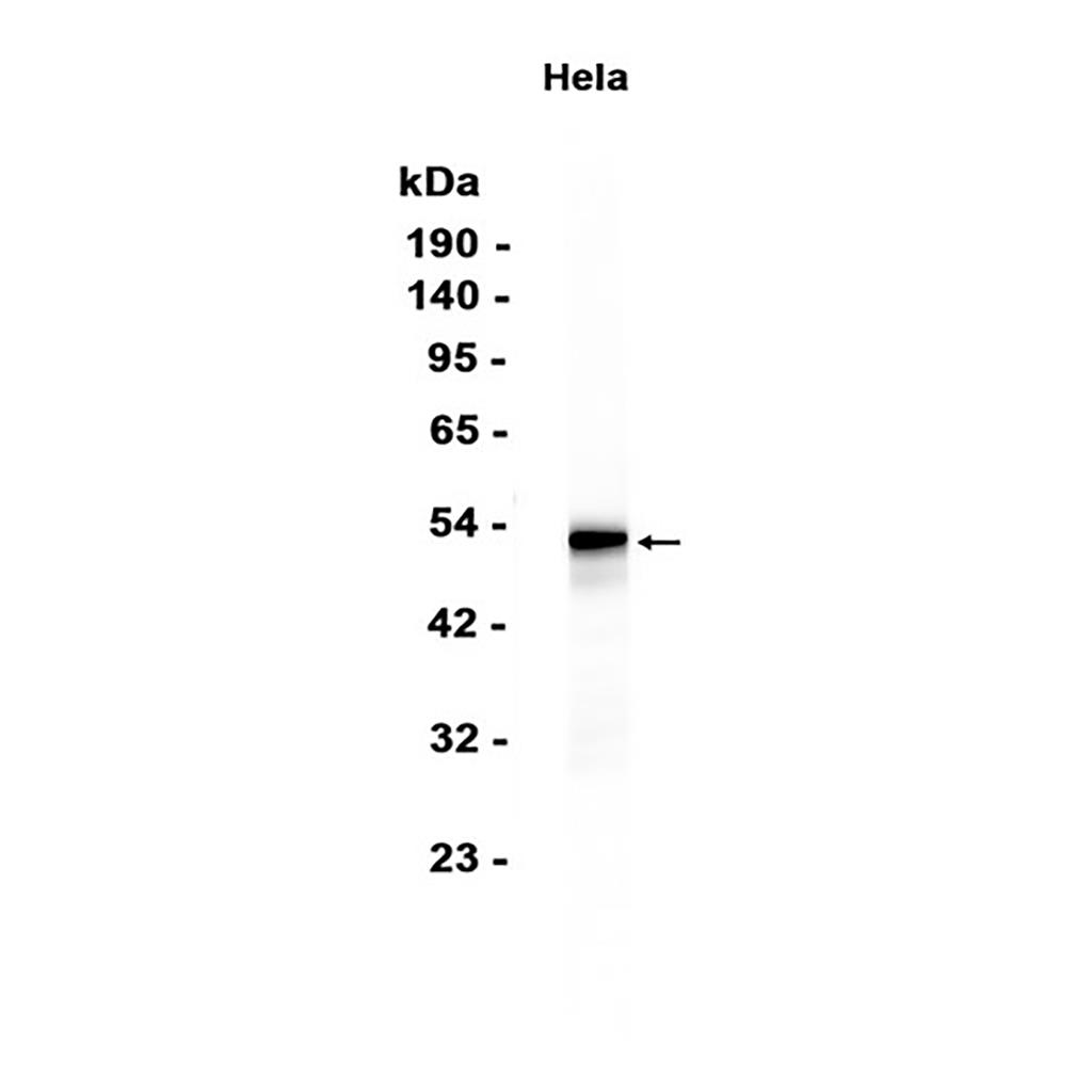 FOXL2 (15L13) Rabbit Monoclonal Antibody | 兔单抗 | EnkiLife恩玑生命