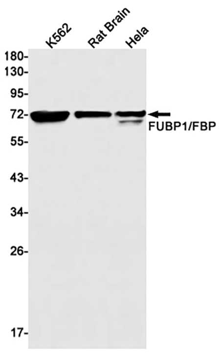 FUBP1 (9R5) Rabbit Monoclonal Antibody | 兔单抗 | EnkiLife恩玑生命