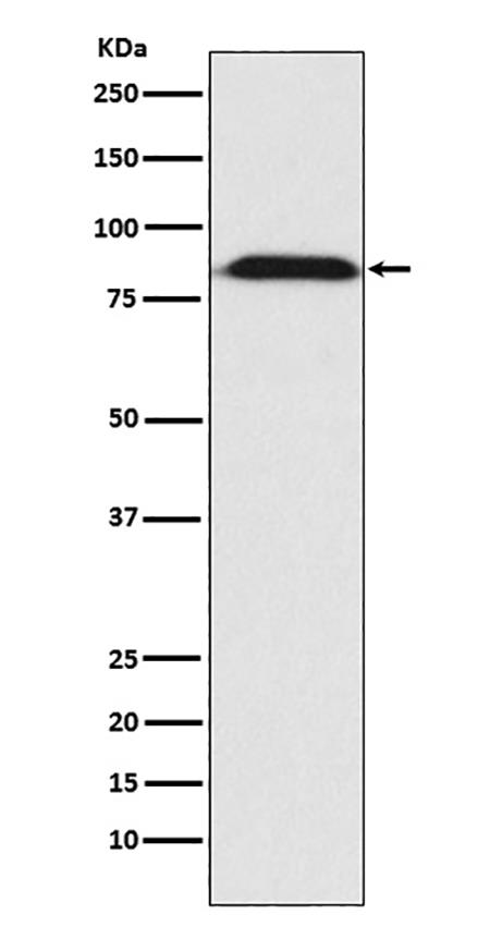 Furin (6Z15) Rabbit Monoclonal Antibody | 兔单抗 | EnkiLife恩玑生命