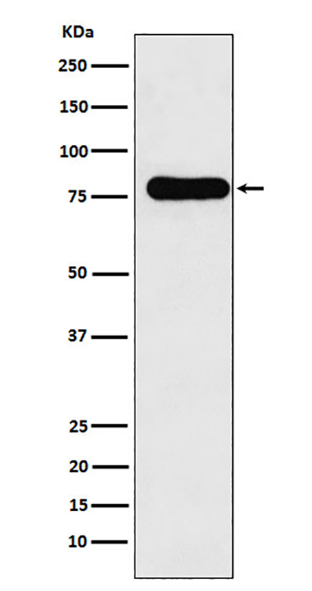 GAB1 (9G9) Rabbit Monoclonal Antibody | 兔单抗 | EnkiLife恩玑生命