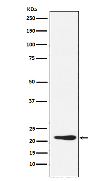 GDF3 (13A5) Rabbit Monoclonal Antibody | 兔单抗 | EnkiLife恩玑生命