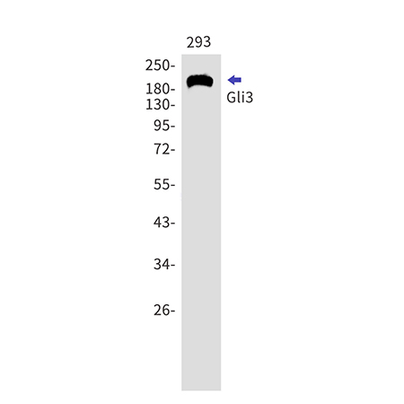 Gli3 (10W4) Rabbit Monoclonal Antibody | 兔单抗 | EnkiLife恩玑生命