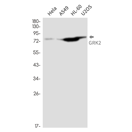 GRK2 (12K5) Rabbit Monoclonal Antibody | 兔单抗 | EnkiLife恩玑生命