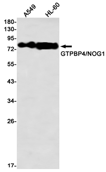 GTPBP4 (14J8) Rabbit Monoclonal Antibody | 兔单抗 | EnkiLife恩玑生命