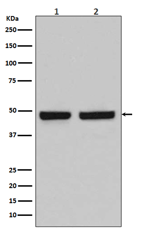 HAPLN1  (8N5) Rabbit Monoclonal Antibody | 兔单抗 | EnkiLife恩玑生命