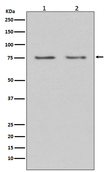 HDAC10 (5B13) Rabbit Monoclonal Antibody | 兔单抗 | EnkiLife恩玑生命