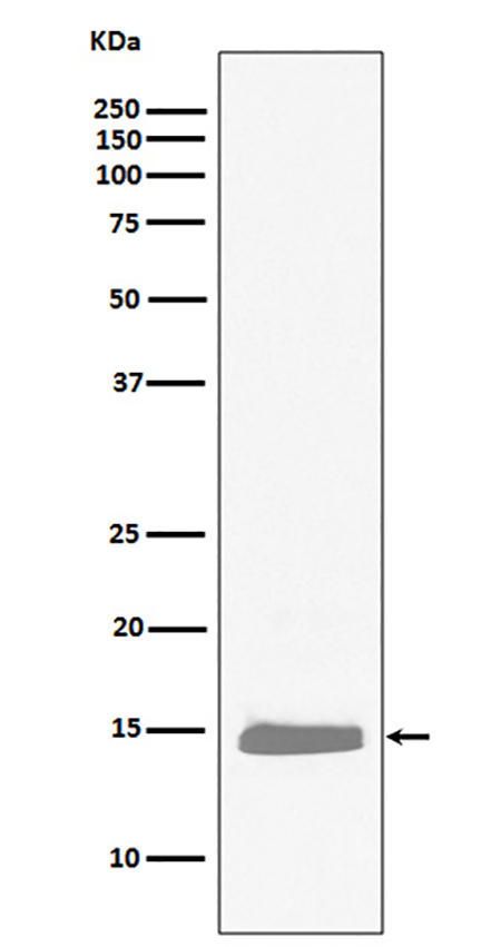 Hemoglobin subunit alpha (15Z4) Rabbit Monoclonal Antibody | 兔单抗 | EnkiLife恩玑生命