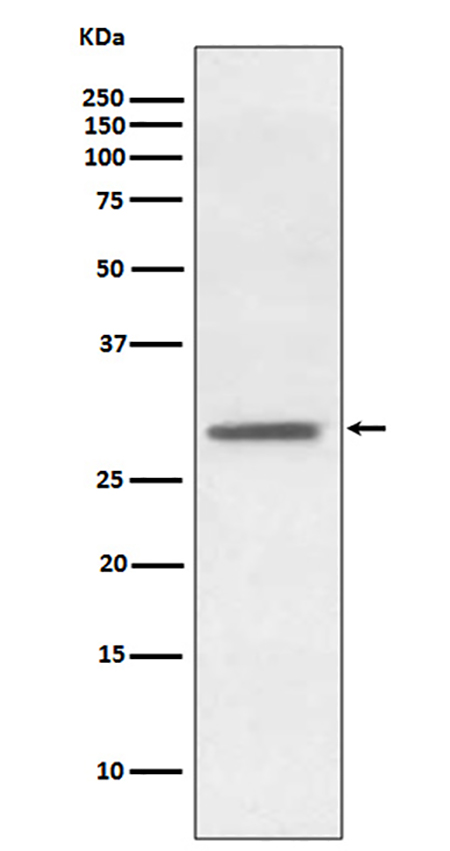 Hes1 (5S7) Rabbit Monoclonal Antibody | 兔单抗 | EnkiLife恩玑生命