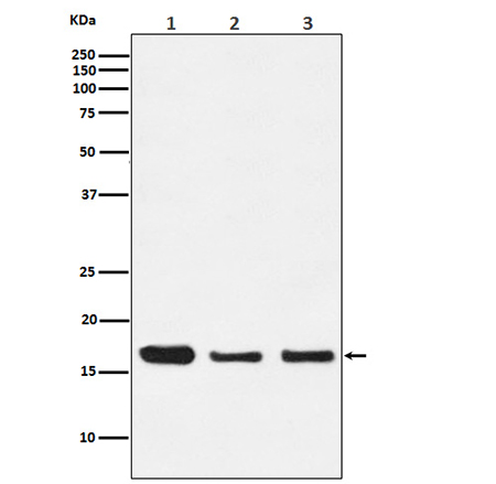 HES5 (17S12) Rabbit Monoclonal Antibody | 兔单抗 | EnkiLife恩玑生命