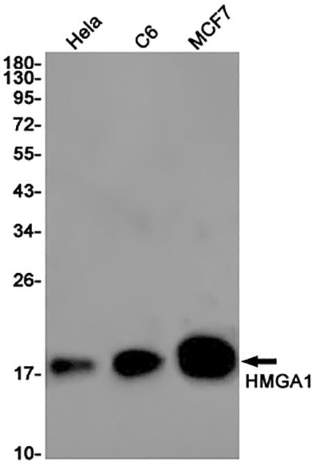 HMGA1 (13B3) Rabbit Monoclonal Antibody | 兔单抗 | EnkiLife恩玑生命