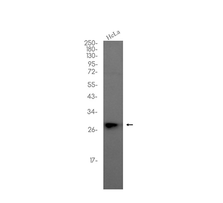 HMGB1 (2P7) Rabbit Monoclonal Antibody | 兔单抗 | EnkiLife恩玑生命
