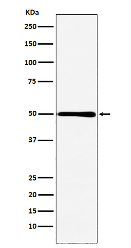 HMGCS2 (13A8) Rabbit Monoclonal Antibody | 兔单抗 | EnkiLife恩玑生命