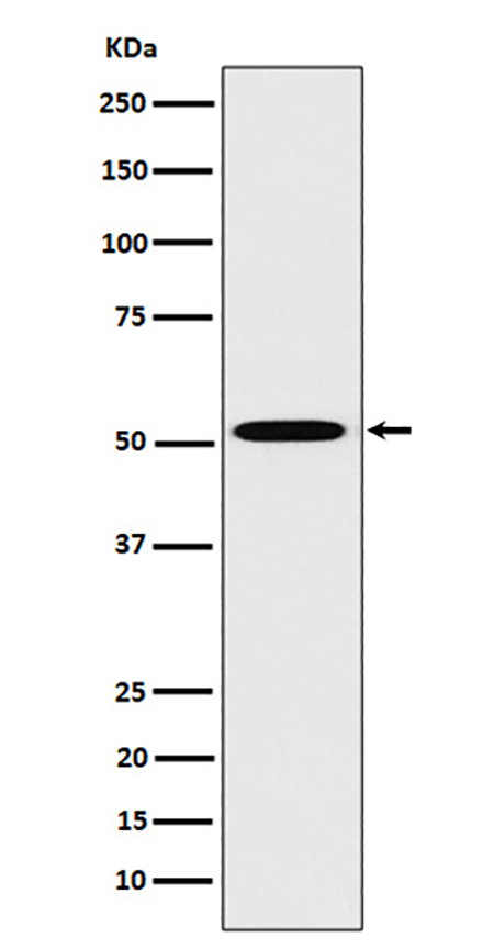 HNF-4-alpha (7C19) Rabbit Monoclonal Antibody | 兔单抗 | EnkiLife恩玑生命