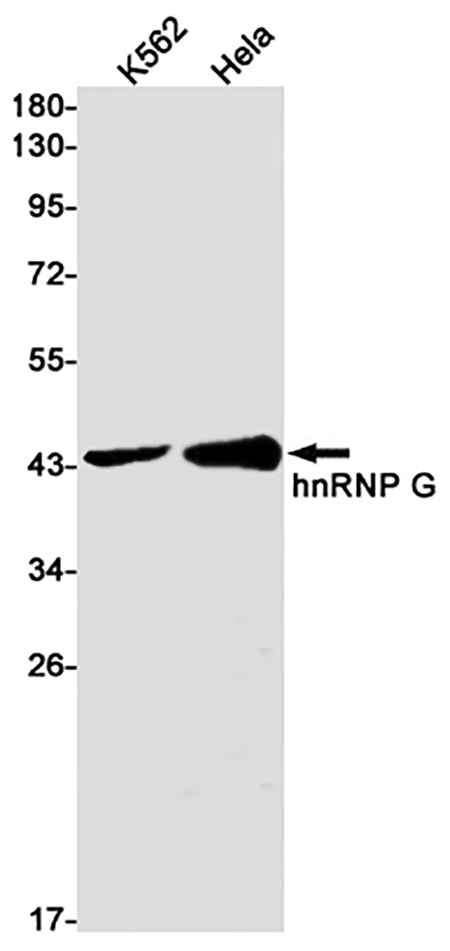 hnRNP G (8L8) Rabbit Monoclonal Antibody | 兔单抗 | EnkiLife恩玑生命