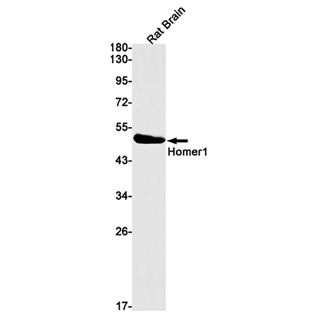 Homer1 (13Z18) Rabbit Monoclonal Antibody | 兔单抗 | EnkiLife恩玑生命