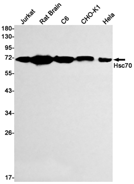 Hsc70   (1F5) Rabbit Monoclonal Antibody | 兔单抗 | EnkiLife恩玑生命