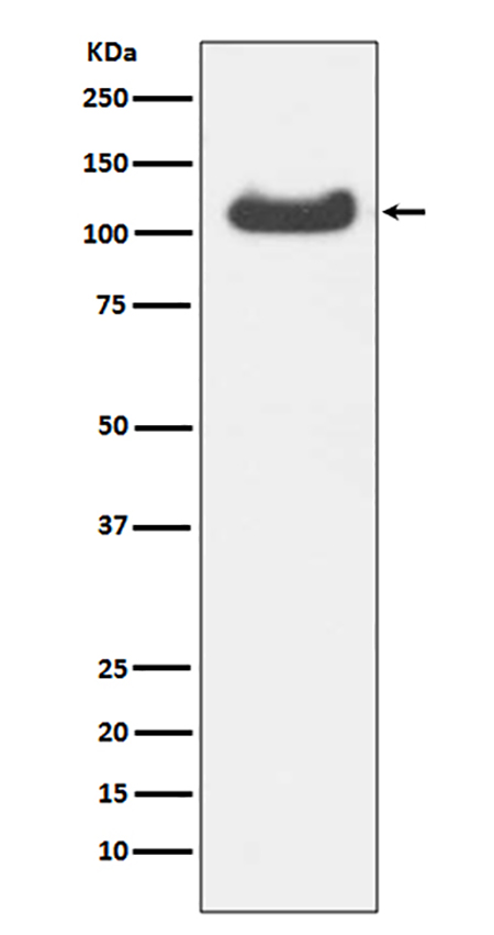 HSPA4 (16T9) Rabbit Monoclonal Antibody | 兔单抗 | EnkiLife恩玑生命