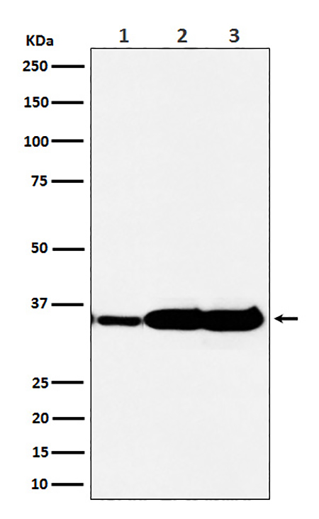 HuR / ELAVL1 (6W9) Rabbit Monoclonal Antibody | 兔单抗 | EnkiLife恩玑生命
