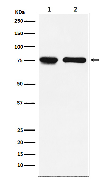 IL7R alpha/CD127 (3J9) Rabbit Monoclonal Antibody | 兔单抗 | EnkiLife恩玑生命