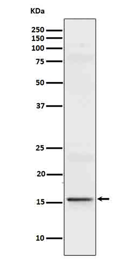 IL9 (14B18) Rabbit Monoclonal Antibody | 兔单抗 | EnkiLife恩玑生命