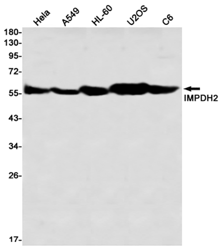 IMPDH2 (12M4) Rabbit Monoclonal Antibody | 兔单抗 | EnkiLife恩玑生命